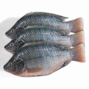 TILAPIA
