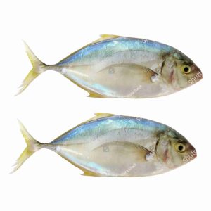 JASH FISH