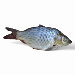 SHERY FISH (SMALL)