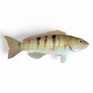BELL FISH
