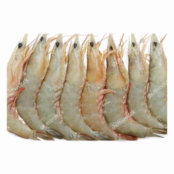 GINGA-SHRIMP