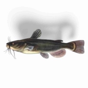 CAT FISH