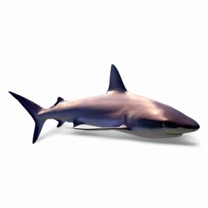 SHARK FISH