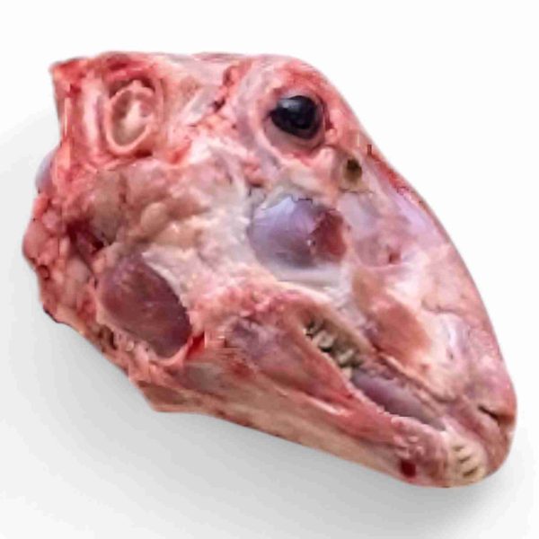 MUTTON HEAD
